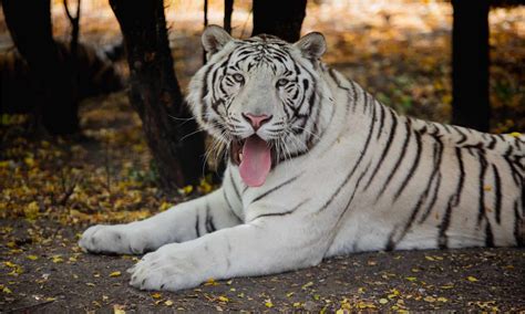  “The White Tiger’s Whisper”： A Colombian Folk Story Whispering Through Time!